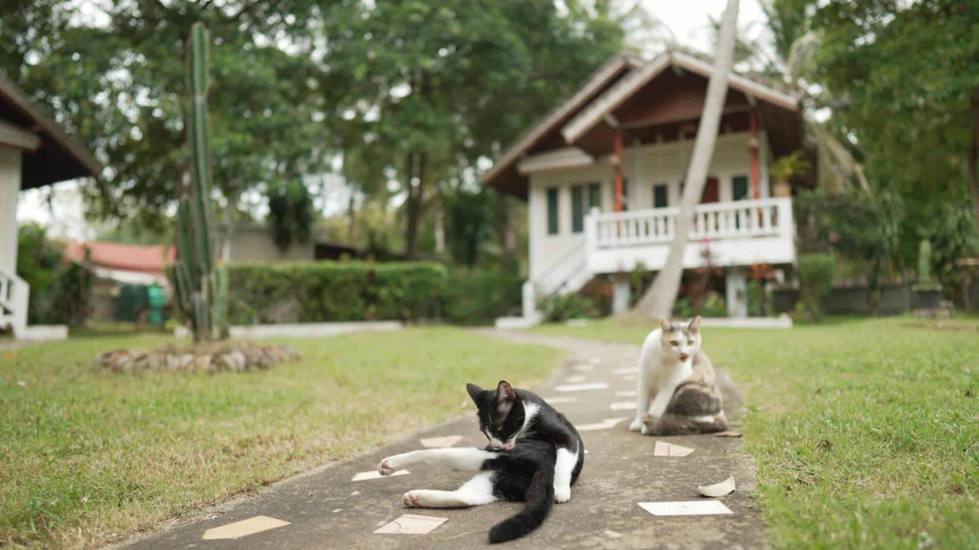 My Home Resort - Koh Phangan Vacation House Rentals Ban Madua Wan ภายนอก รูปภาพ